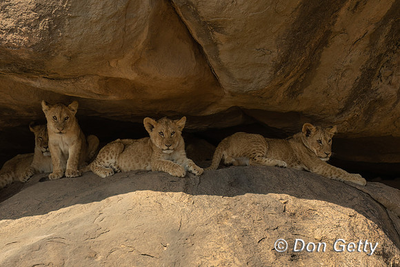 Lion Cub