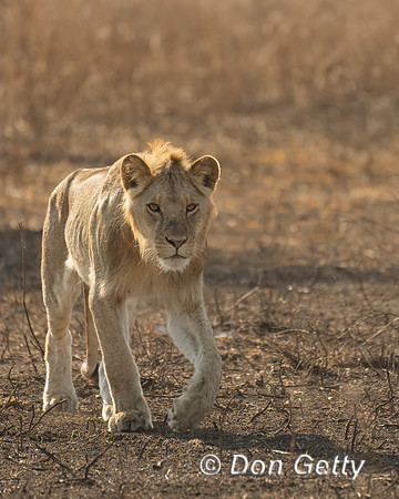 Male Lion