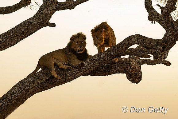 Male Lion