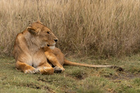 Male Lion