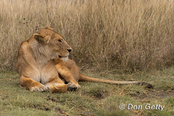 Male Lion