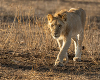 Male Lion