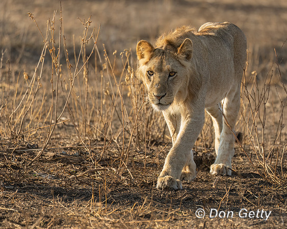 Male Lion