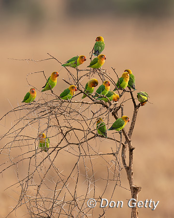 Fischer's Lovebirds