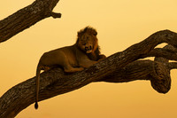 Male Lion