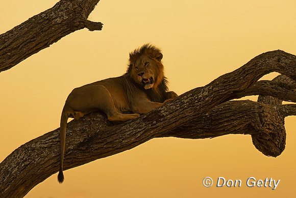 Male Lion