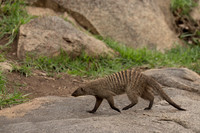 Mongoose, Banded