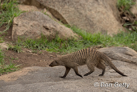 Banded Mongoose