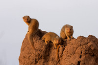 Mongoose, Dwarf