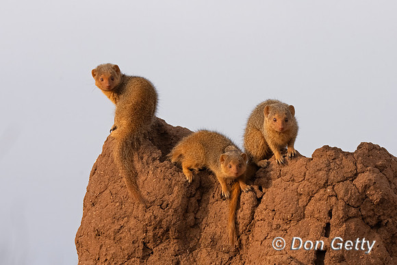 Dwarf Mongoose