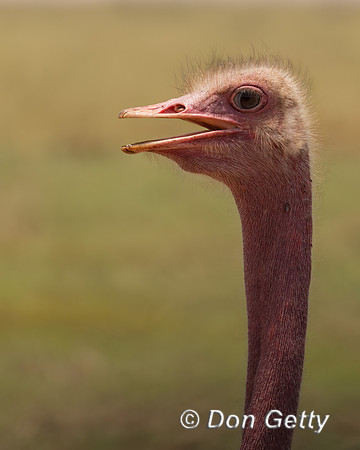 Common Ostrich