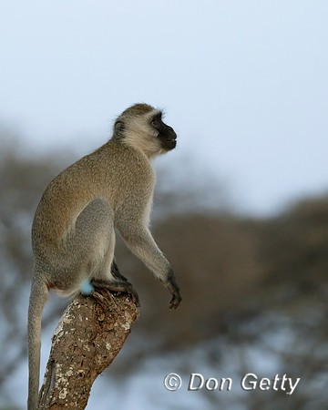 Black-faced Vervet Monkey