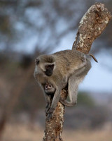 Monkey, Vervet
