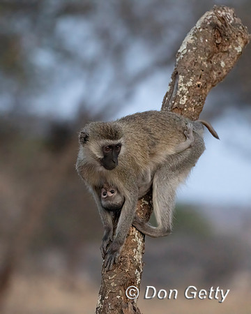 Black-faced Vervet Monkey