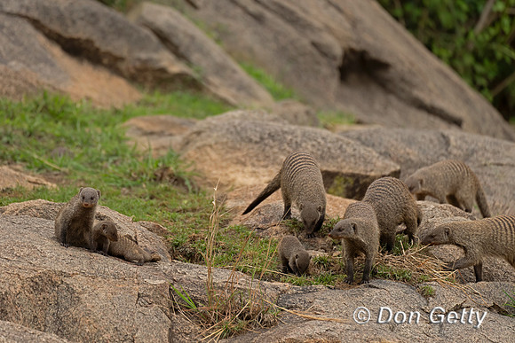 Banded Mongoose