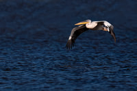 Great White Pelican