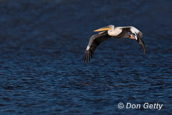 Great White Pelican
