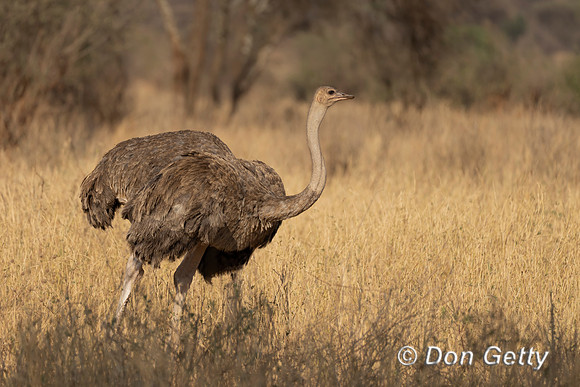 Common Ostrich