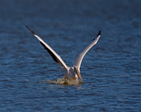 Great White Pelican