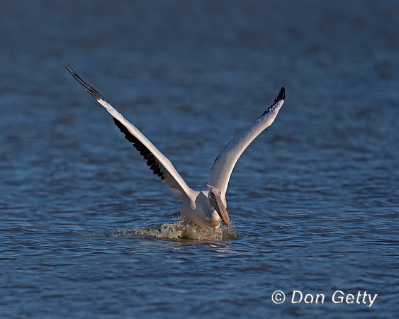 Great White Pelican