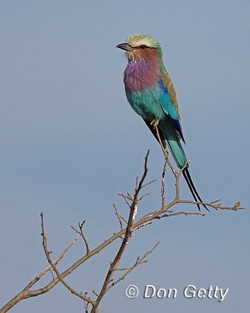 Lilac-breasted Roller