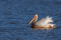 Great White Pelican