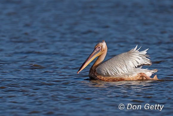 Great White Pelican