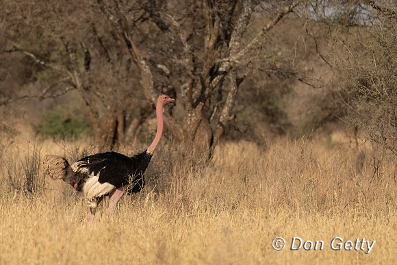 Common Ostrich