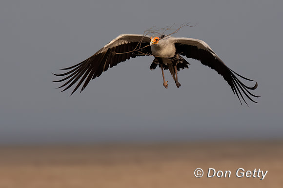 Secretary Bird