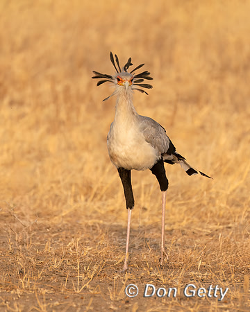 Secretary Bird,