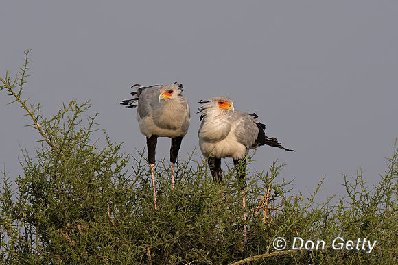Secretary Bird
