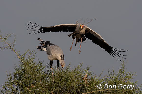 Secretary Bird