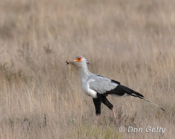 Secretary Bird