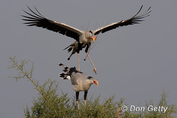 Secretary Bird