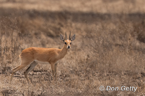 Steenbok