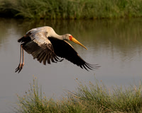 Yellow-billed Stork