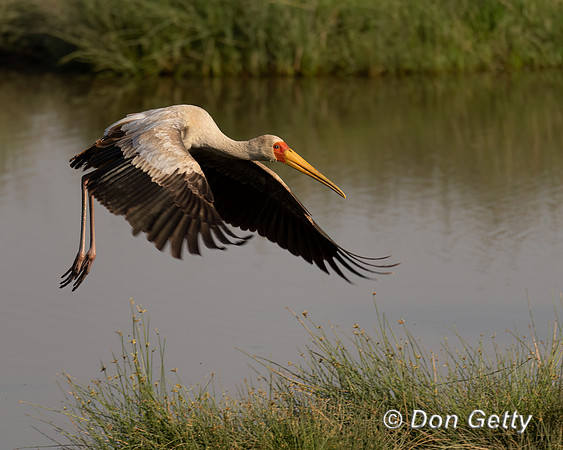 Yellow-billed Stork