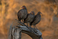 Grey-breasted Spurfowl