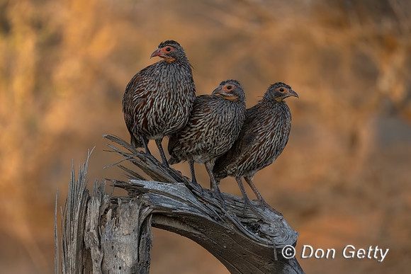 Grey-breasted Spurfowl