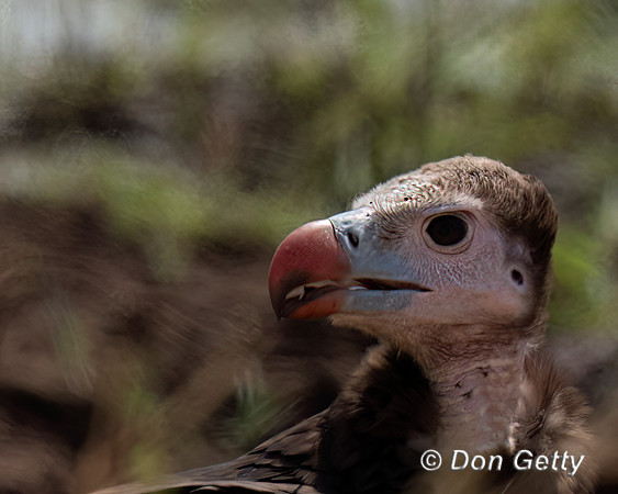 White-headed Vulture