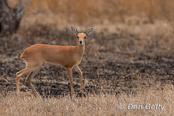 Steenbok
