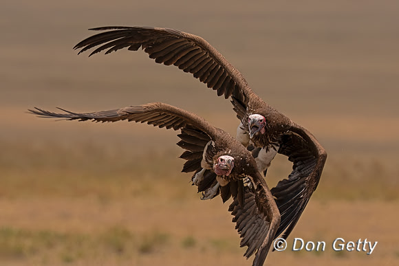 Lappet-faced Vulture