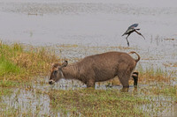 Waterbuck, Common