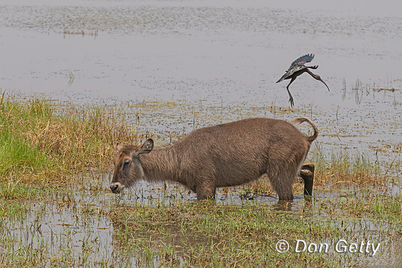 Waterbuck