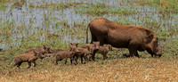 Warthog