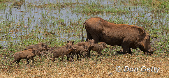 Warthog