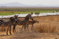 Zebra, Plains
