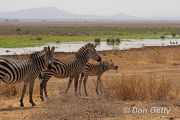 Burchell Common Zebra