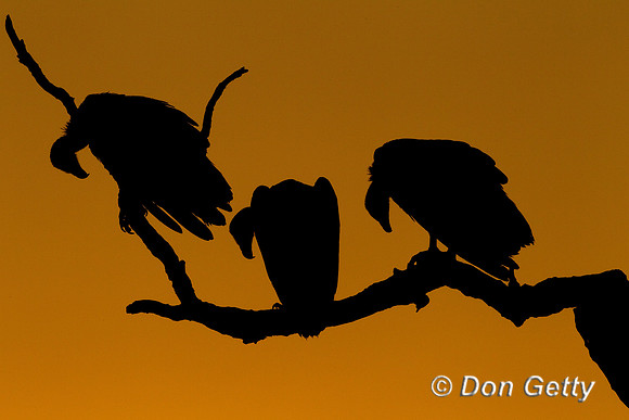 Vulture_WB_Z2F9913
