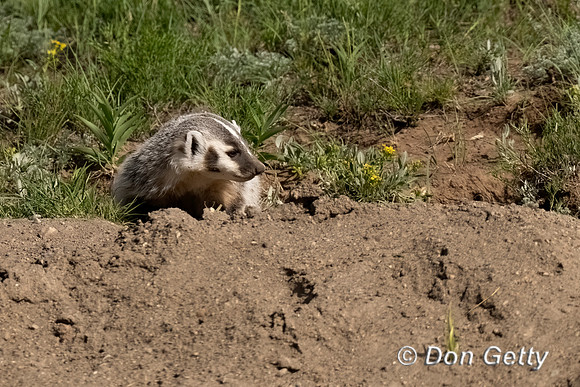 Badger